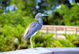 enchanting Blue Heron Bird