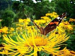 big butterfly on yellow flower close up