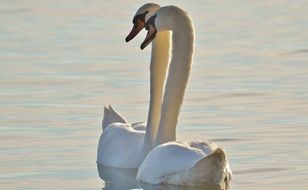 two elegant swans on Lake Constance