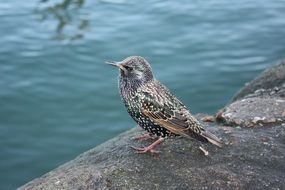 Starling Bird