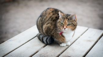 fluffy cat sits on wooden boards