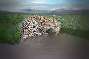 Leopard Drink Water