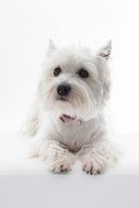 west highland white terrier