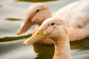 perfect beautiful ducks