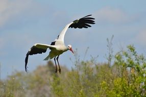 White Stork flying over the trees