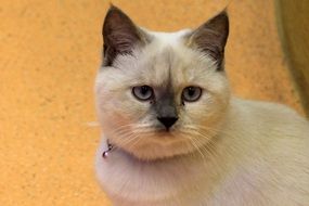 domestic cat with a collar near the wall