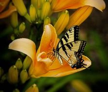 butterfly on orange lily close-up on blurred background