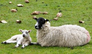 Sheep and Lamb lying on meadow