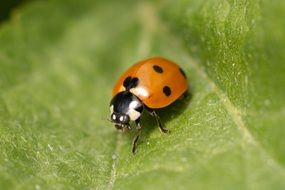 tiny ladybug on the leaf