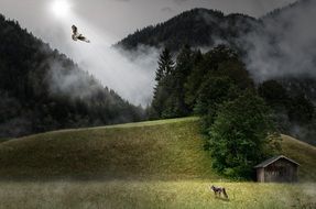 bird of prey in the haze of a mountain landscape