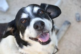 cute black and white doggy is looking up