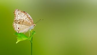 Butterfly Matting on green leaf Macro