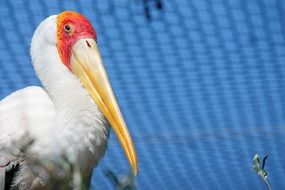 pelican is an exotic bird
