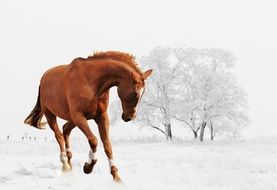 Horse Playing in Snow landscape