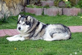 Husky has a beautiful color fur