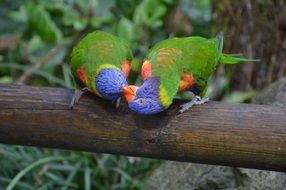 parrots with bright color feathers