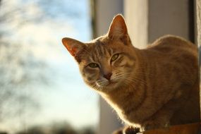 Cat Mackerel Window Autumn
