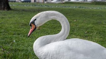 portrait of white Swan in the garden
