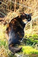 lucky cat outdoor
