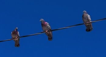 pigeons on wires against a blue sky