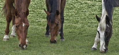 horses on a green pasture