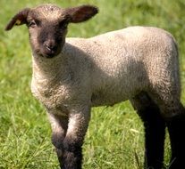 little trimmed multicolored lamb on the field