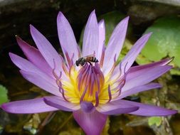 insect on a purple waterlily flower