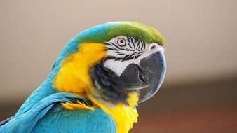 profile of a large multi-colored parrot