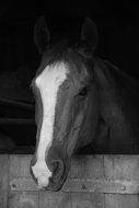 Horse head in Stall, black and white