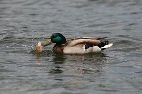 Duck feeding in Water portrait