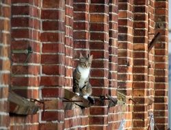 cat sits on a brick wall