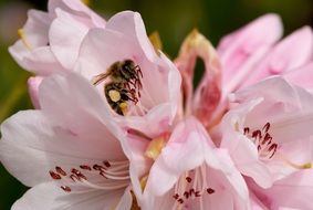 pink Blossom Rododendron with Bee