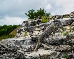 exotic lizard on a rock