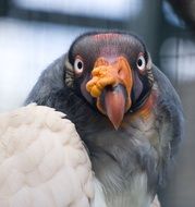 Vulture Bird Zoo