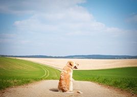 Golden Retriever on the large fields