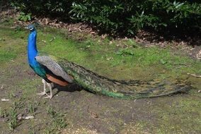 peacock with long beautiful tail