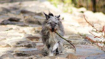 perfect beautiful fur Dog