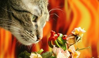 Cat looking at frog statue close-up on a blurred background