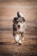 the dog is running along the road
