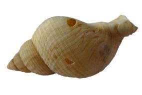 Sea Shell Clam