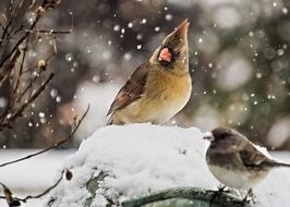 Cardinal Bird nature