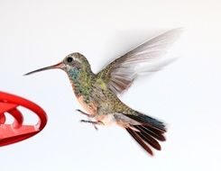 Hummingbird Flying