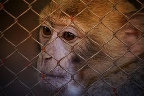 monkey imprisoned on blurred background