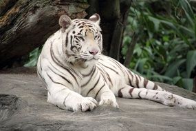 White Bengal Tiger lays on stone