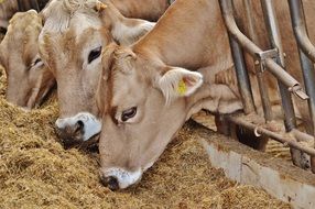 cows in a stall on a farm