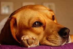 redhead beagle
