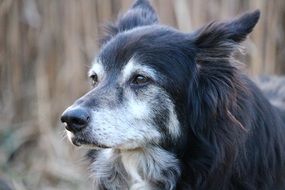 Border Collie Dog close-up on blurred background