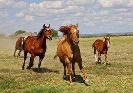 brown stallions in Texas, America