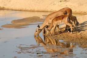 Beautiful gazelles in Africa