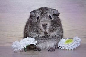 grey guinea pig with flowers